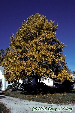 Liriodendron tulipifera