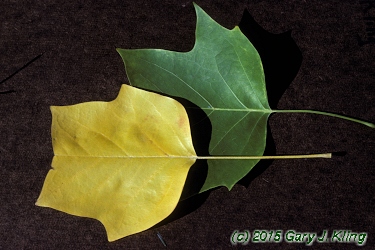 Liriodendron tulipifera