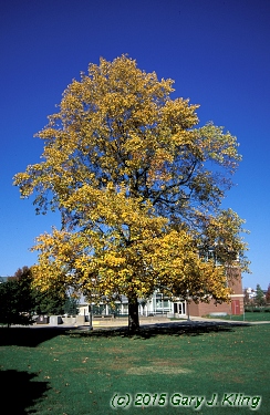 Liriodendron tulipifera