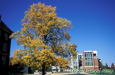 Liriodendron tulipifera