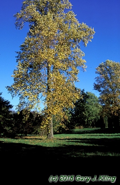 Liriodendron tulipifera