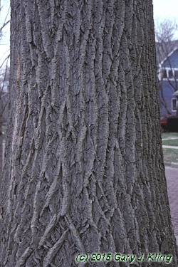 Liriodendron tulipifera