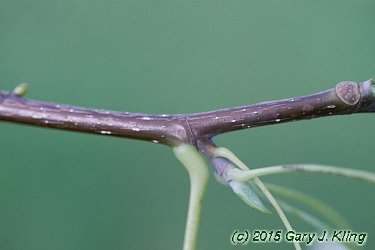 Liriodendron tulipifera