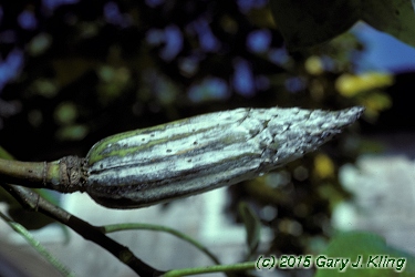 Liriodendron tulipifera