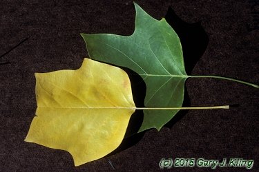 Liriodendron tulipifera