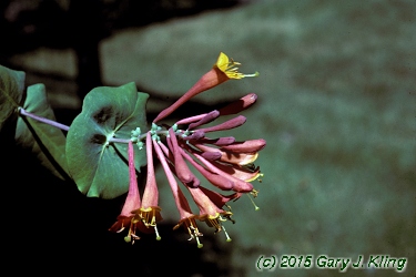 Lonicera x brownii 'Dropmore Scarlet'