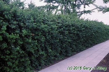 Lonicera fragrantissima