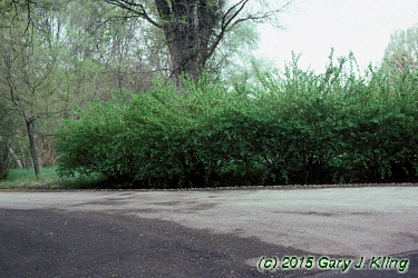 Lonicera fragrantissima