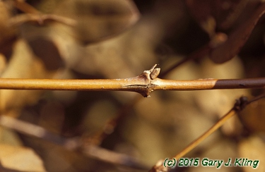 Lonicera fragrantissima