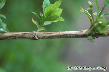 Lonicera fragrantissima