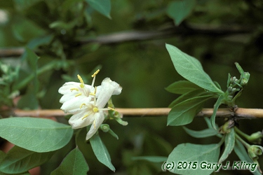 Lonicera fragrantissima