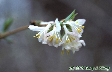 Lonicera fragrantissima
