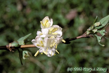 Lonicera fragrantissima
