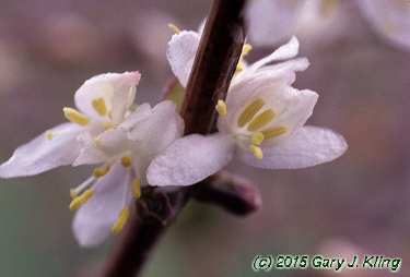 Lonicera fragrantissima