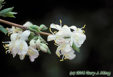 Lonicera fragrantissima