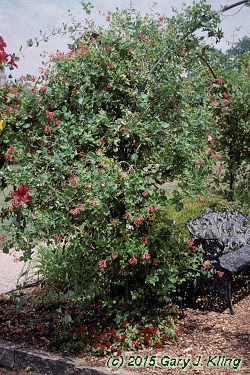 Lonicera x heckrottii