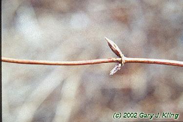 Lonicera x heckrottii