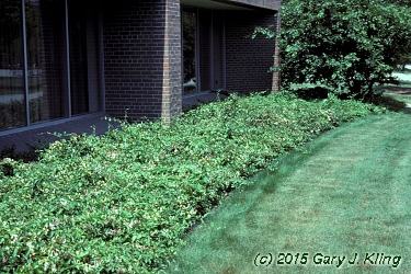 Lonicera japonica