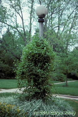 Lonicera japonica