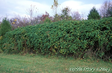 Lonicera japonica