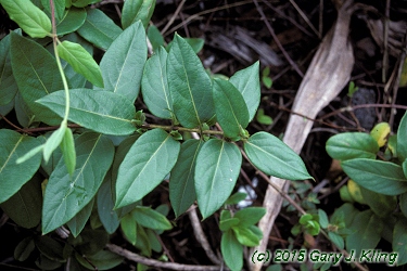 Lonicera japonica