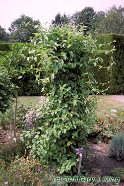 Lonicera japonica 'Halliana'
