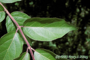 Lonicera maackii