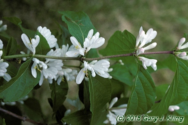 Lonicera maackii