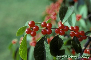 Lonicera maackii