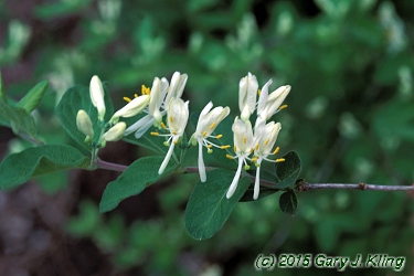 Lonicera morrowii