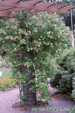 Lonicera sempervirens