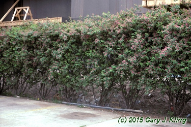 Lonicera tatarica