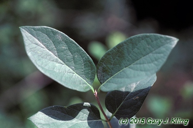 Lonicera tatarica