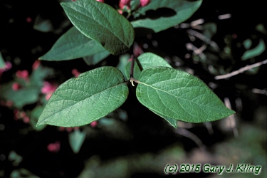 Lonicera tatarica