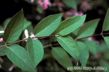 Lonicera tatarica