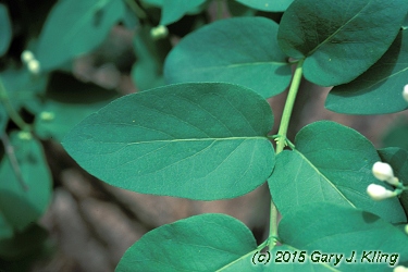 Lonicera tatarica