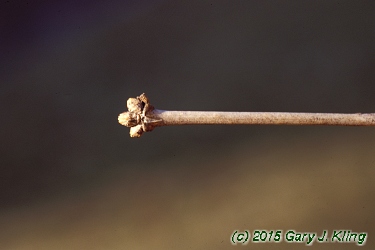Lonicera tatarica