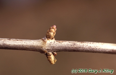 Lonicera tatarica