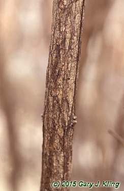 Lonicera tatarica