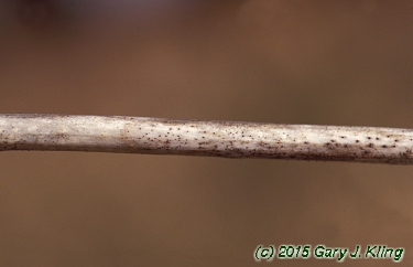 Lonicera tatarica