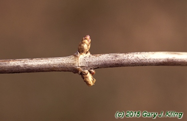 Lonicera tatarica