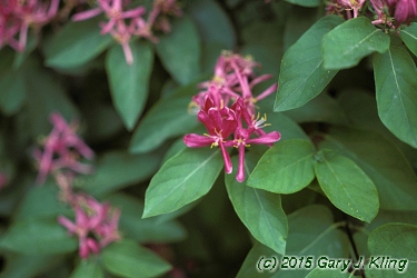 Lonicera tatarica
