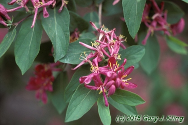 Lonicera tatarica