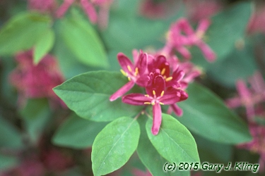 Lonicera tatarica