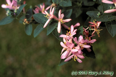 Lonicera tatarica