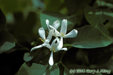 Lonicera tatarica