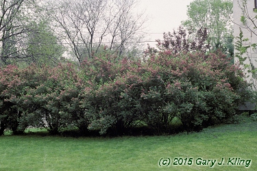 Lonicera tatarica