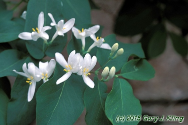 Lonicera tatarica