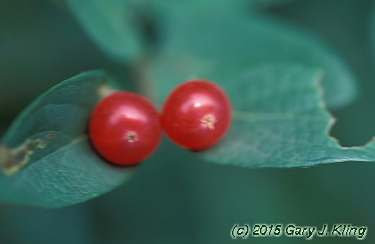 Lonicera tatarica