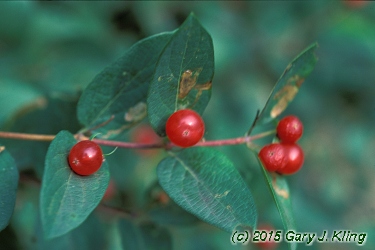 Lonicera tatarica